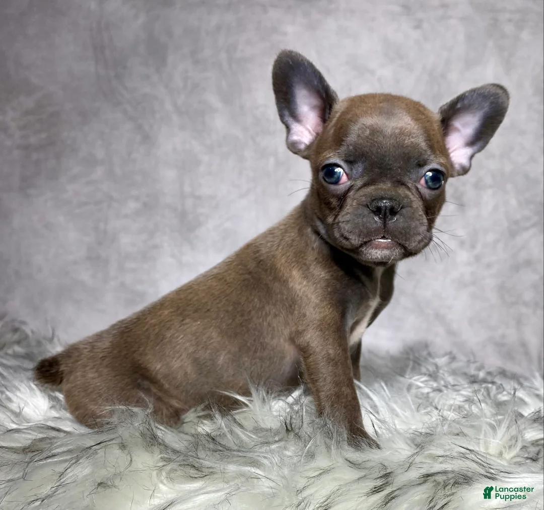 Mixed Breed dogs for sale: Miss Ellie  - Ad 1