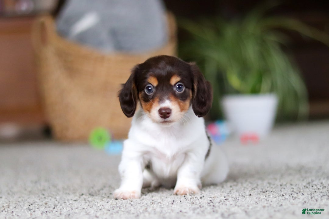 Miniature Dachshund dogs for sale: Stella - Ad 14