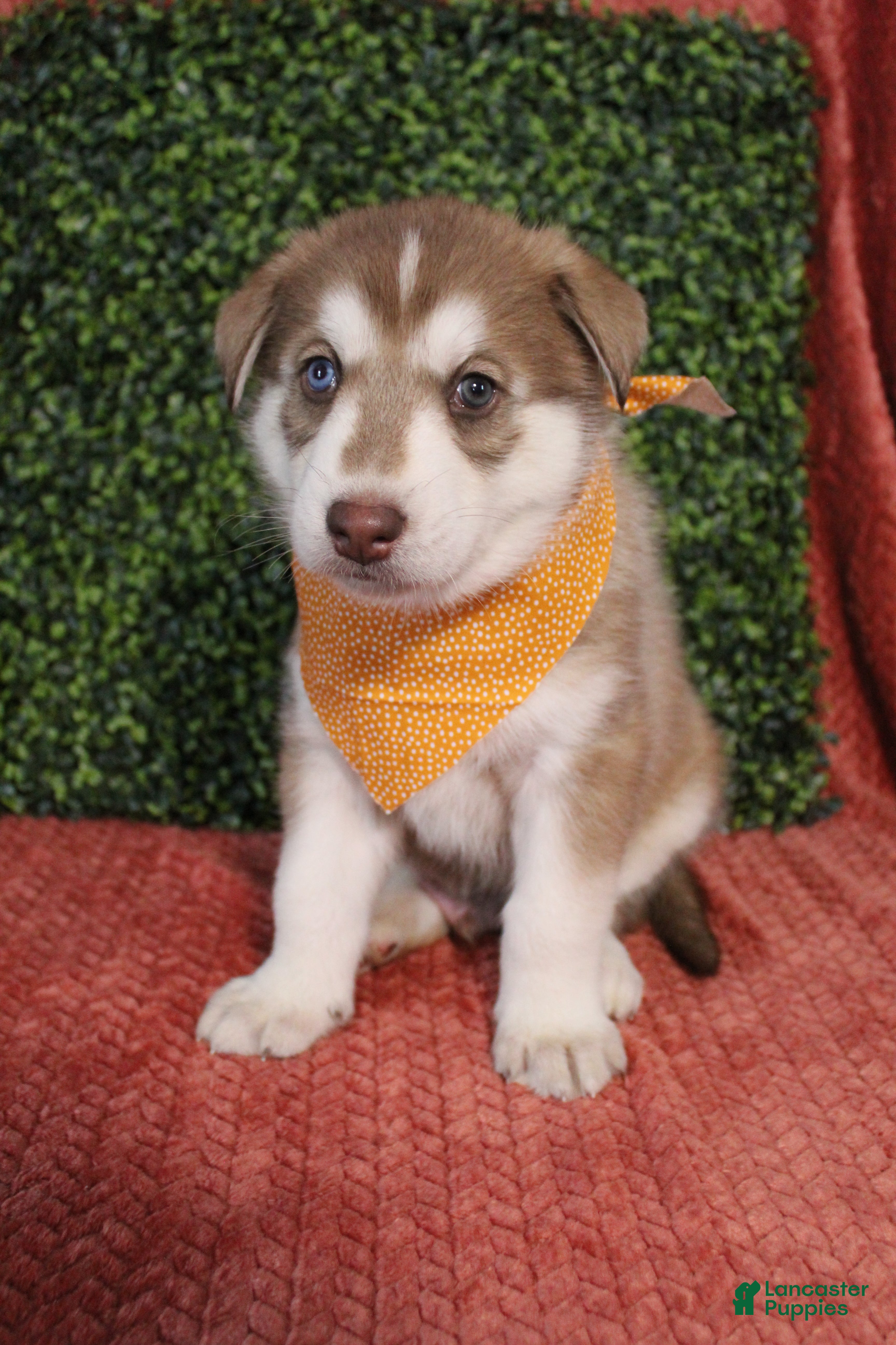 Gerberian Shepsky dogs 4 Orange - Ad 18