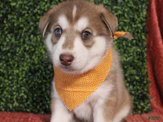 Gerberian Shepsky dogs 4 Orange - Ad 16