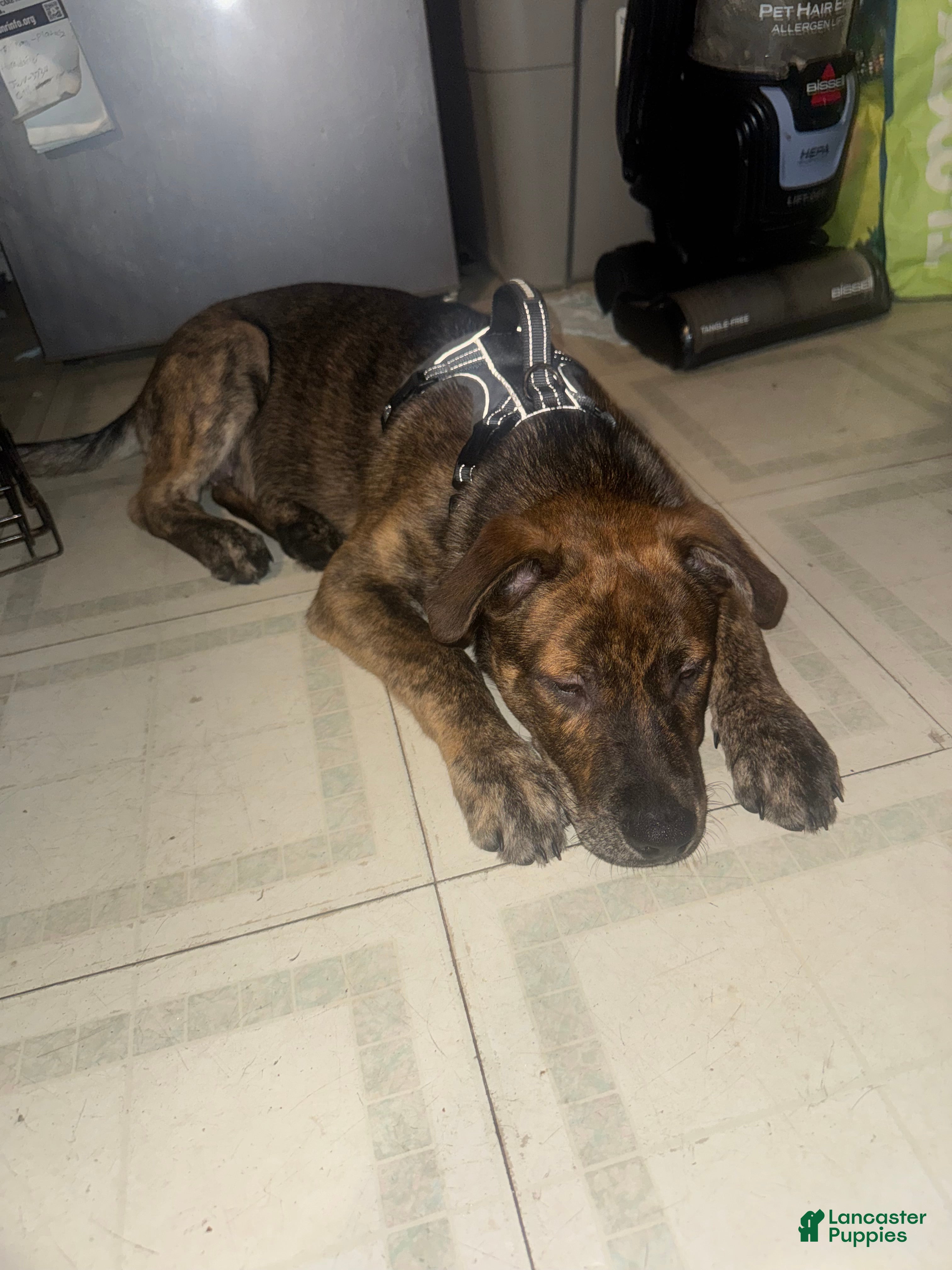 Mixed Breed dogs Pitsky - Ad 2
