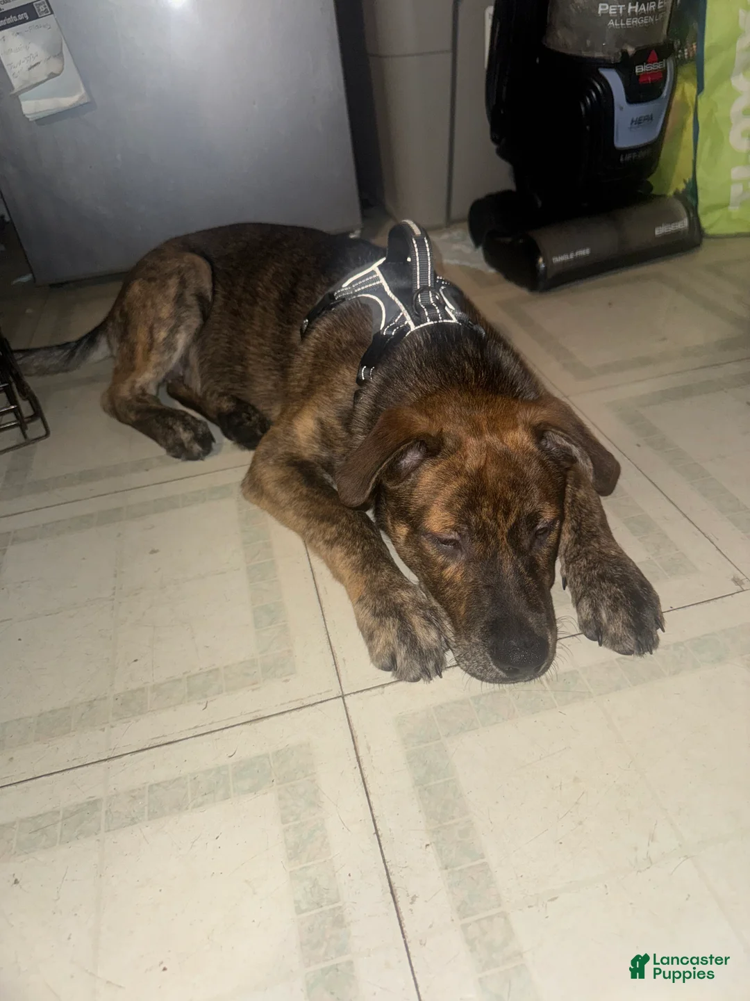 Mixed Breed dogs for sale: Pitsky - Ad 2
