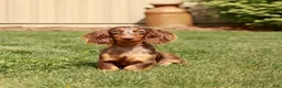 Miniature Dachshund dogs for sale: Stella - Ad 6