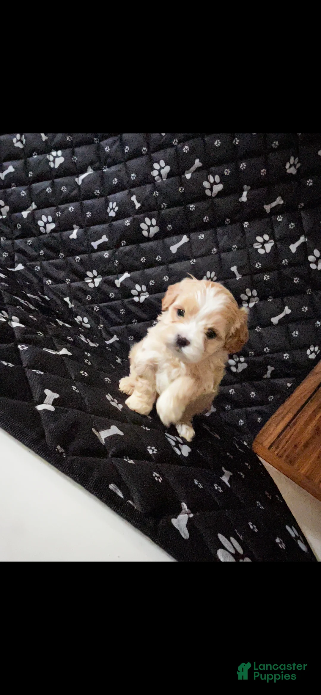 Shihpoo dogs for sale: Shihpoo Puppy 3 - Ad 1