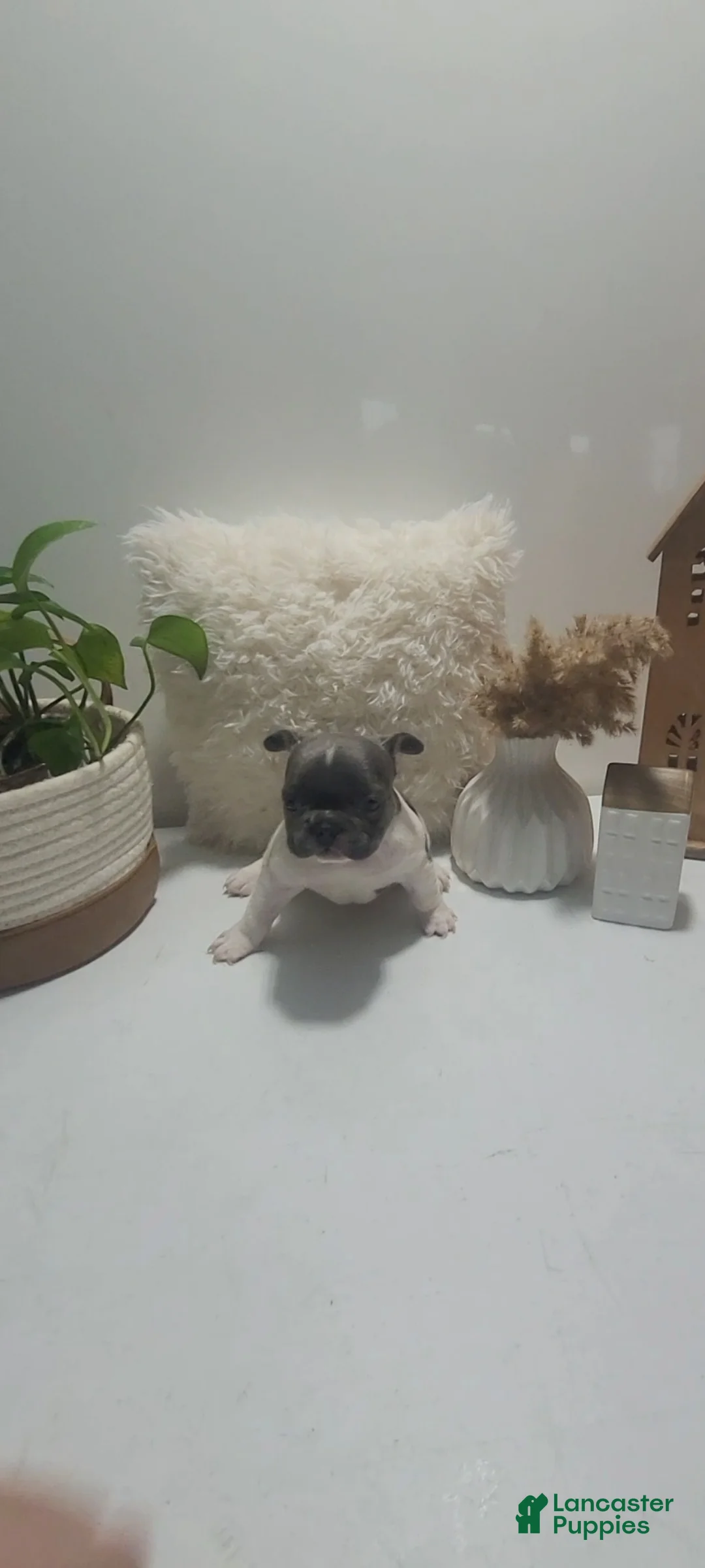 French Bulldog dogs for sale: French Bulldog Puppy 4 - Ad 1