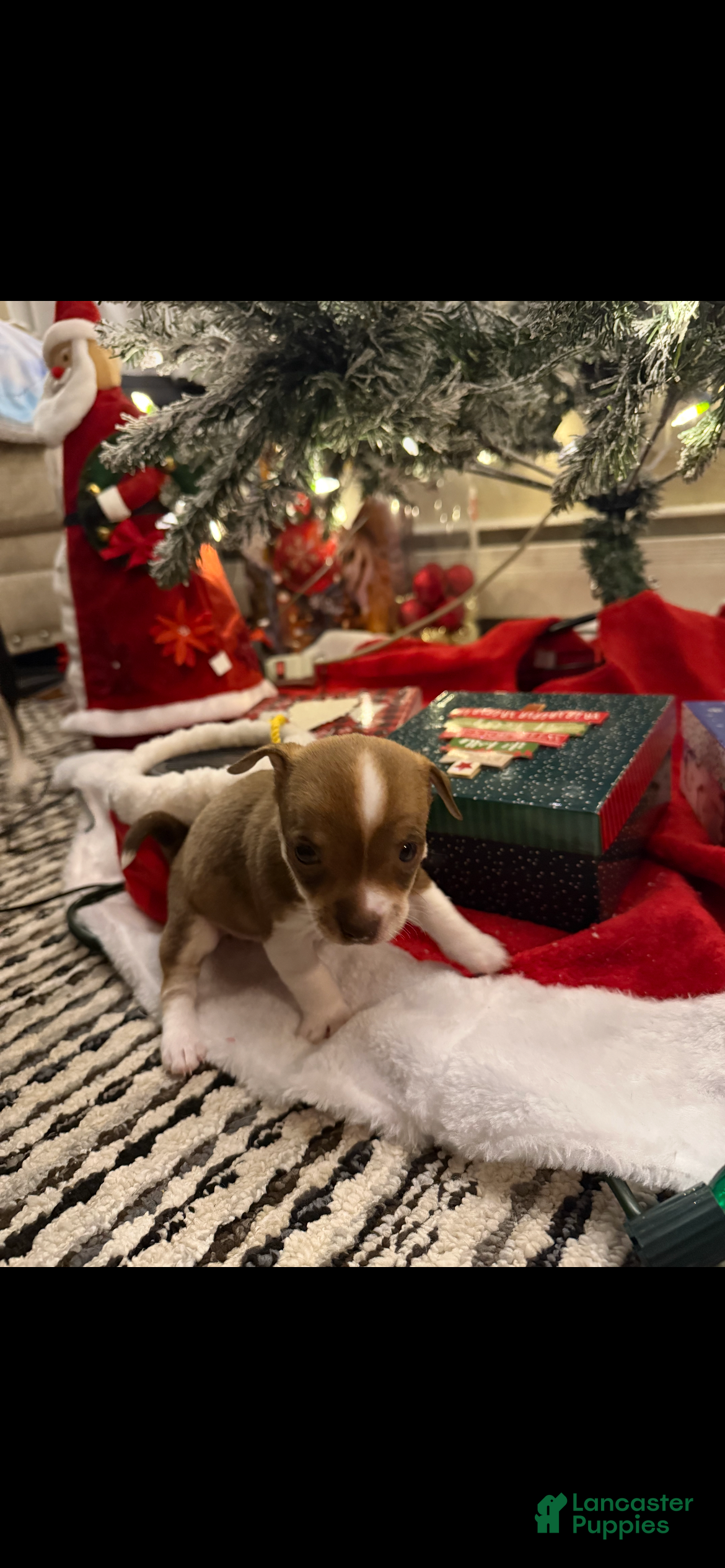 Chihuahua dogs Chihuahua Puppy 4 - Ad 41