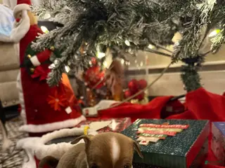 Chihuahua dogs Chihuahua Puppy 4 - Ad 24