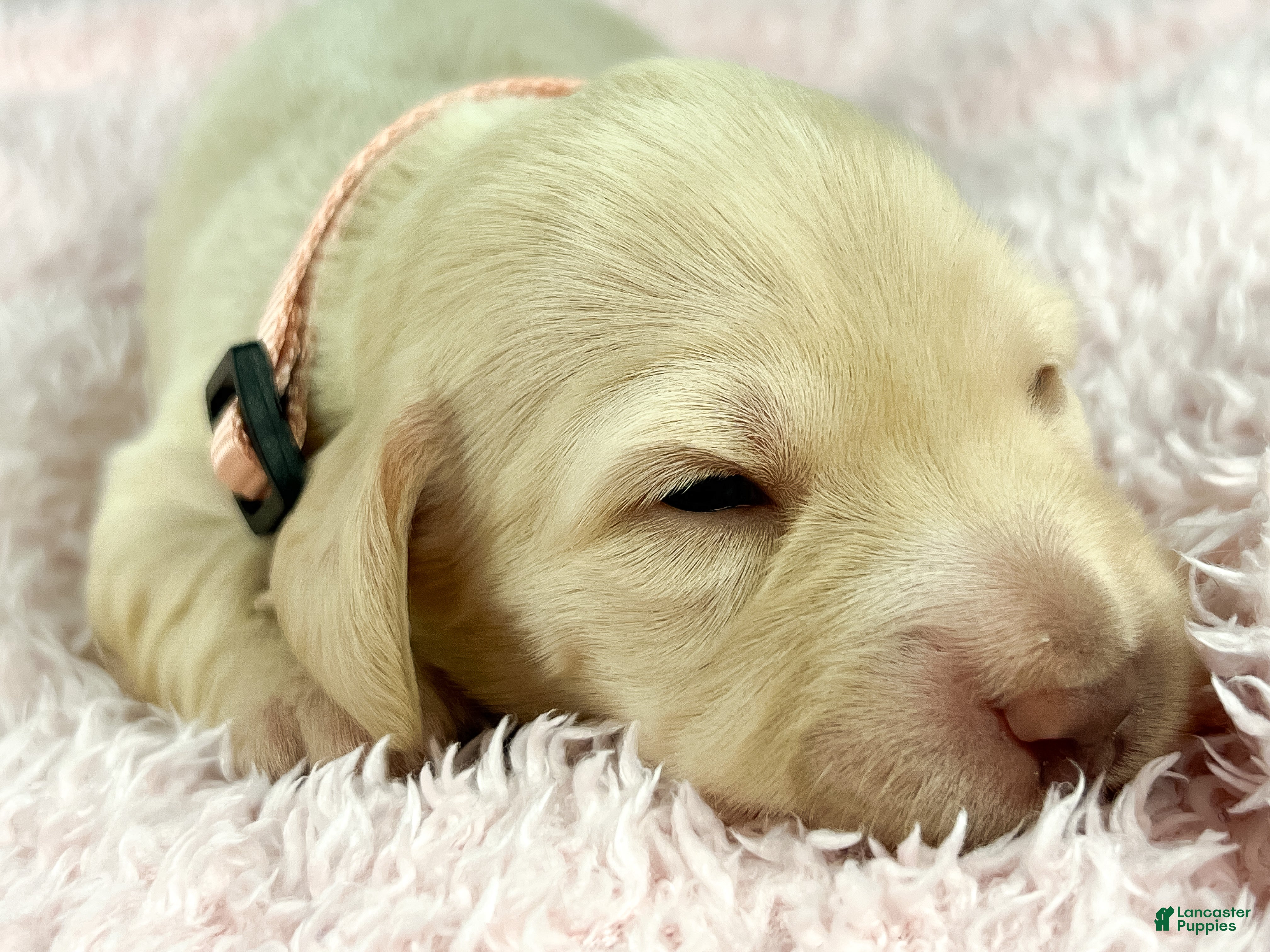 Miniature Dachshund dogs Swiss - Ad 14