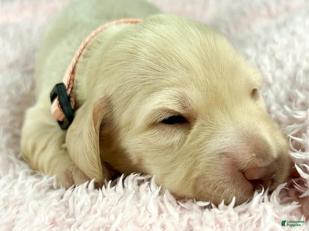 Miniature Dachshund dogs for sale: Swiss - Ad 1