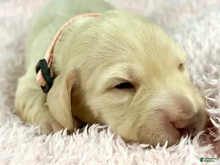 Miniature Dachshund dogs Swiss - Ad 14