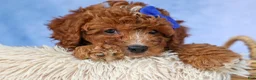 Cavapoo dogs for sale: TOBY - Ad 9