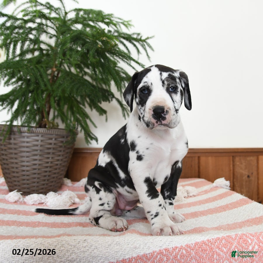 Great Dane dogs Nova - Ad 1