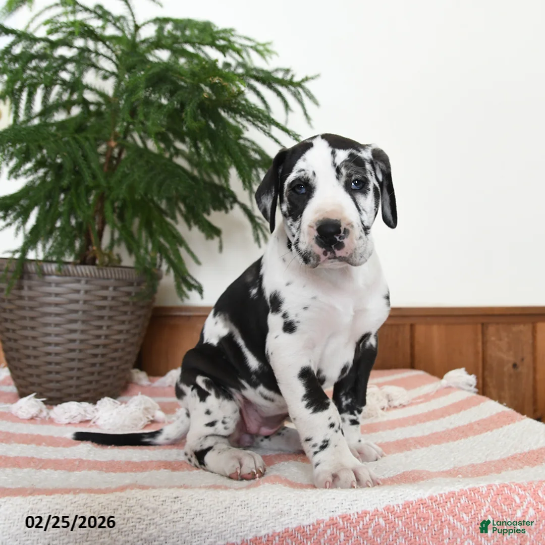 Great Dane dogs for sale: Nova - Ad 1