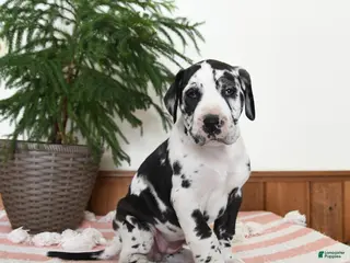 Great Dane dogs for sale: Nova - Ad 4