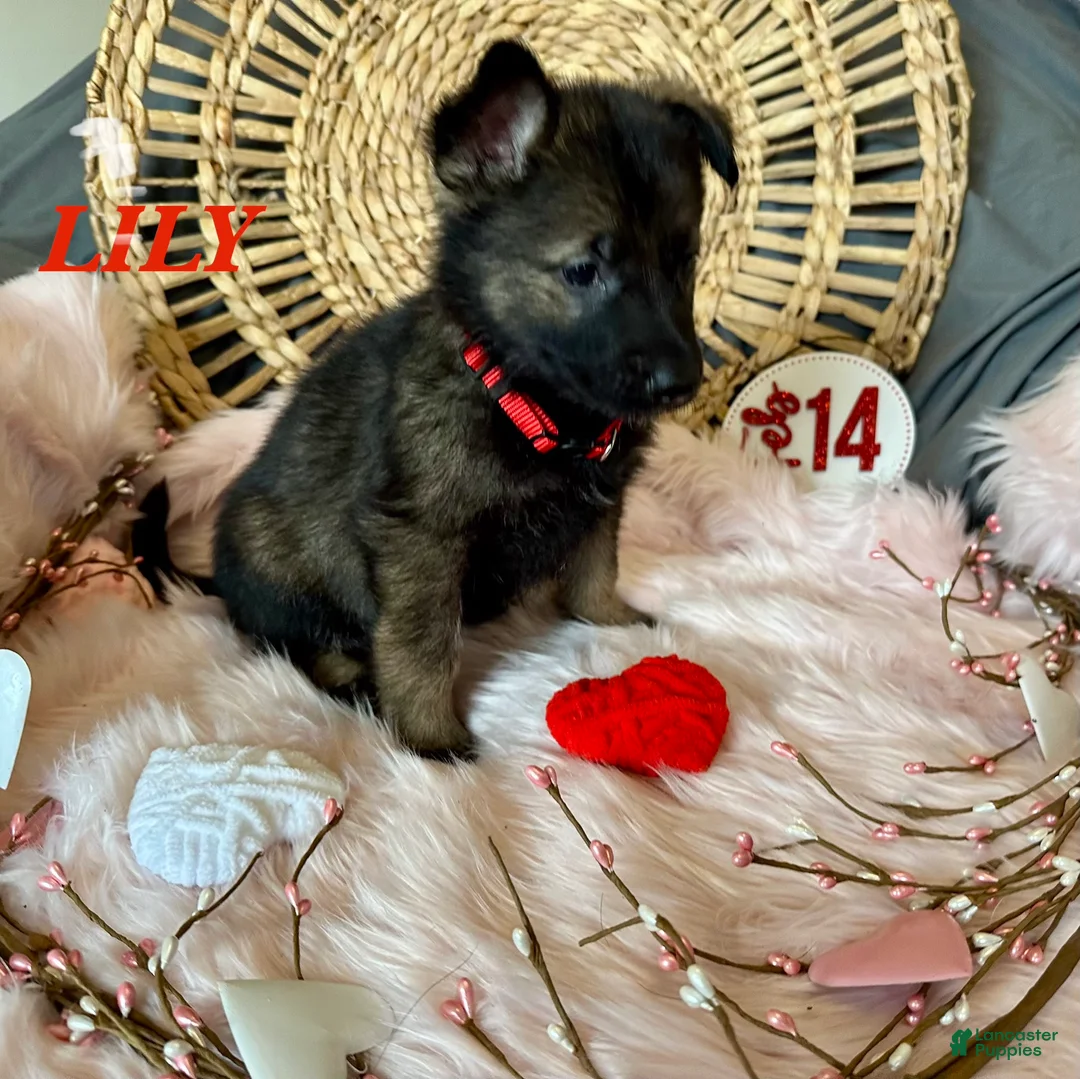 German Shepherd dogs for sale: Lily - Ad 5