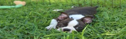 Boston Terrier dogs for sale: Lucy - Ad 11