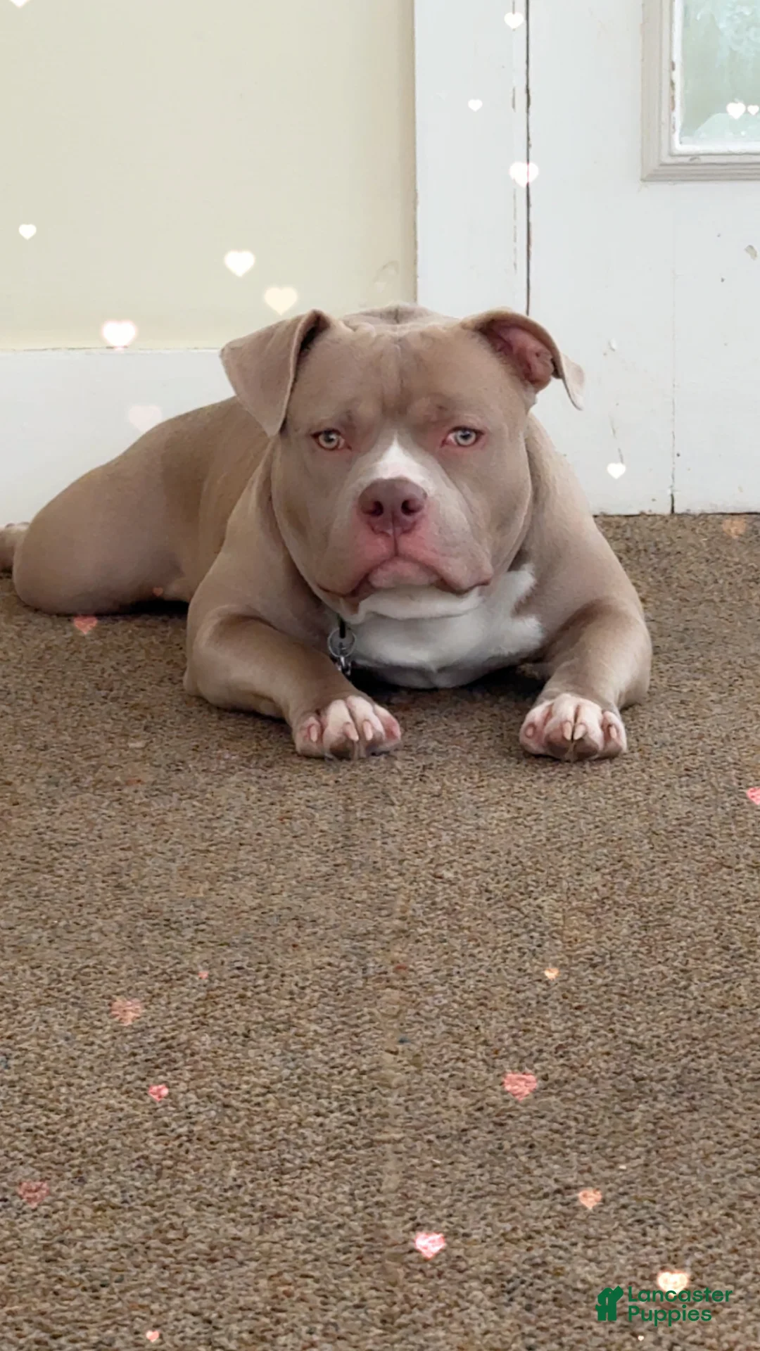 American Bully dogs for sale: American Bully Puppy 1 - Ad 3