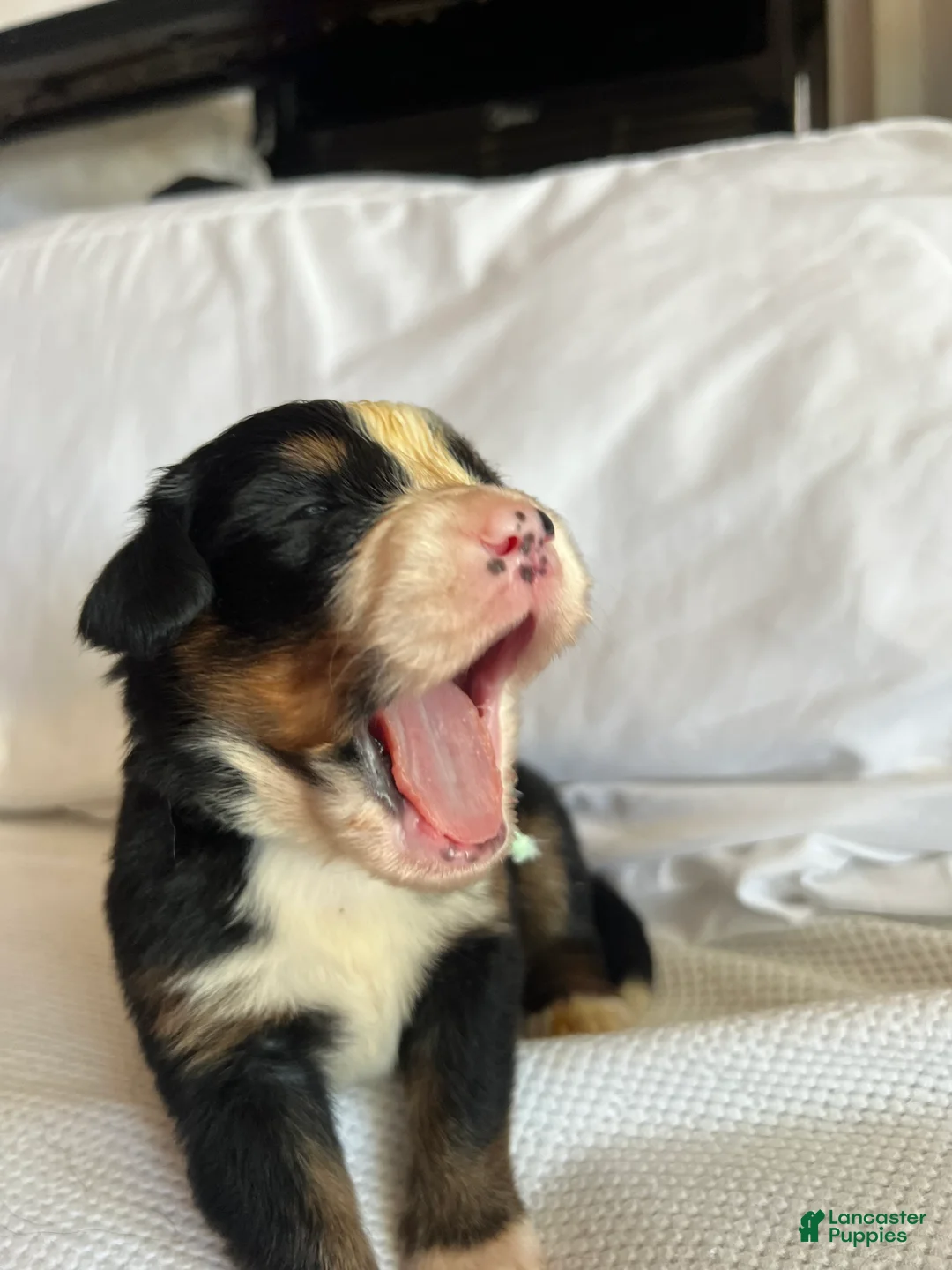 Bernese Mountain Dog dogs for sale: Light Green Male - Ad 1