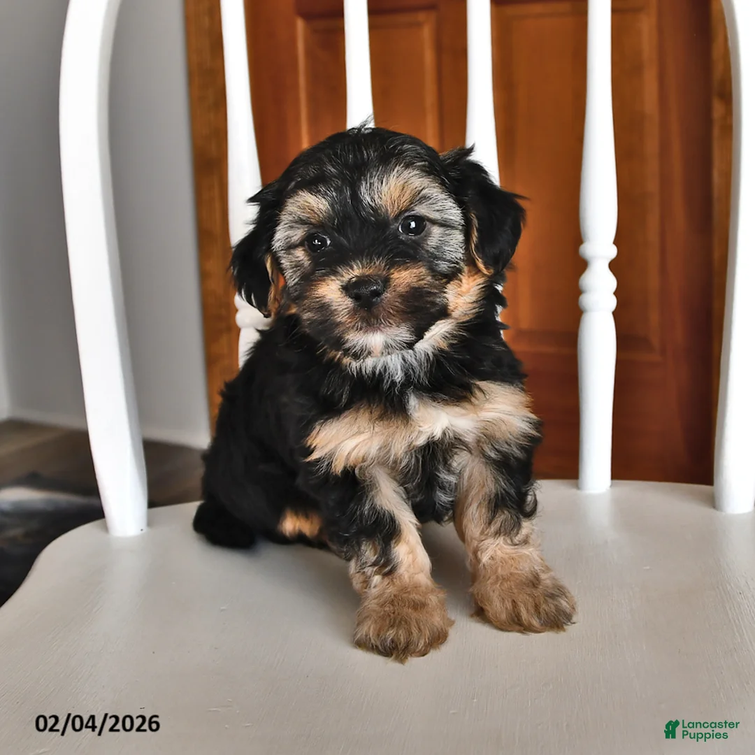 Morkie dogs for sale: Buster - Ad 1