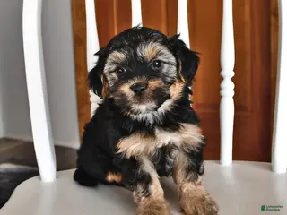 Morkie dogs Buster - Ad 2