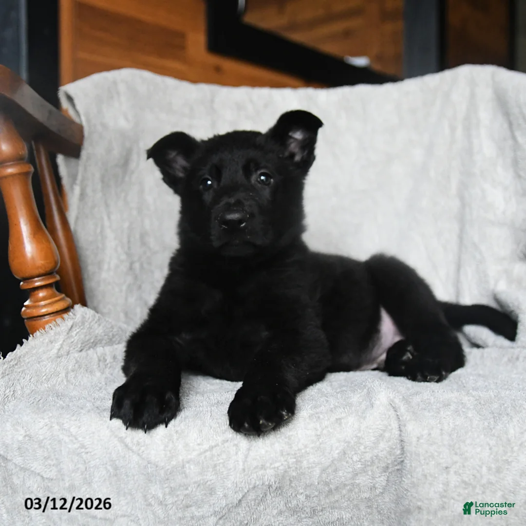 Mixed Breed dogs for sale: Tornado - Ad 3