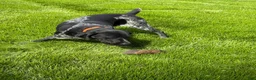German Shorthaired Pointer dogs for sale: German Shorthaired Pointer 1 - Ad 5