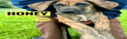 Great Dane dogs for sale: Honey - Ad 13