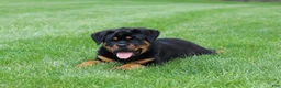 Rottweiler dogs for sale: Angela - Ad 12