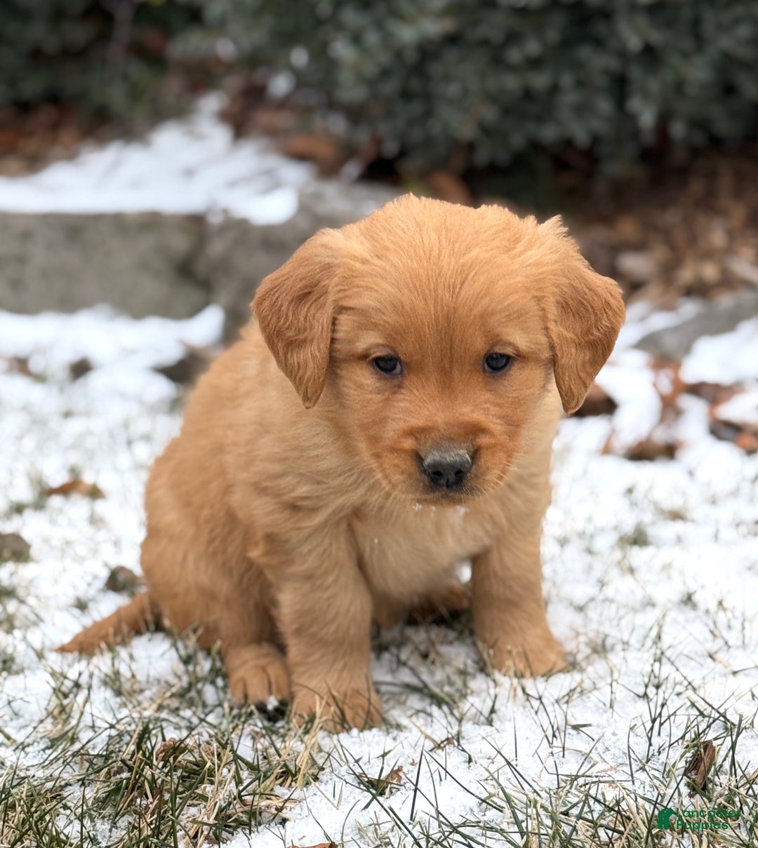 Golden Retriever dogs for sale: Sindy - Ad 3