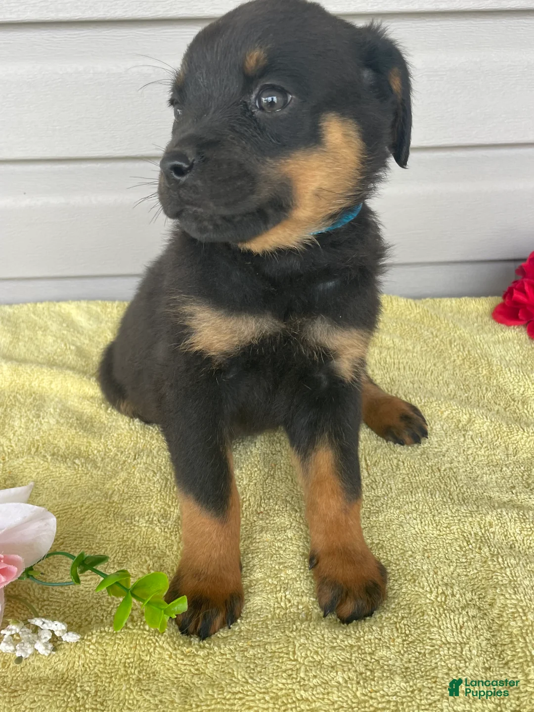 Rottweiler dogs for sale: Jasmine - Ad 4