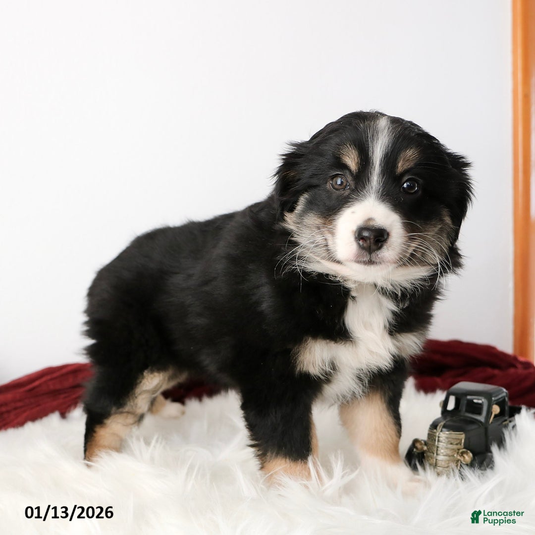 Miniature Australian Shepherd dogs for sale: Rosie - Ad 2