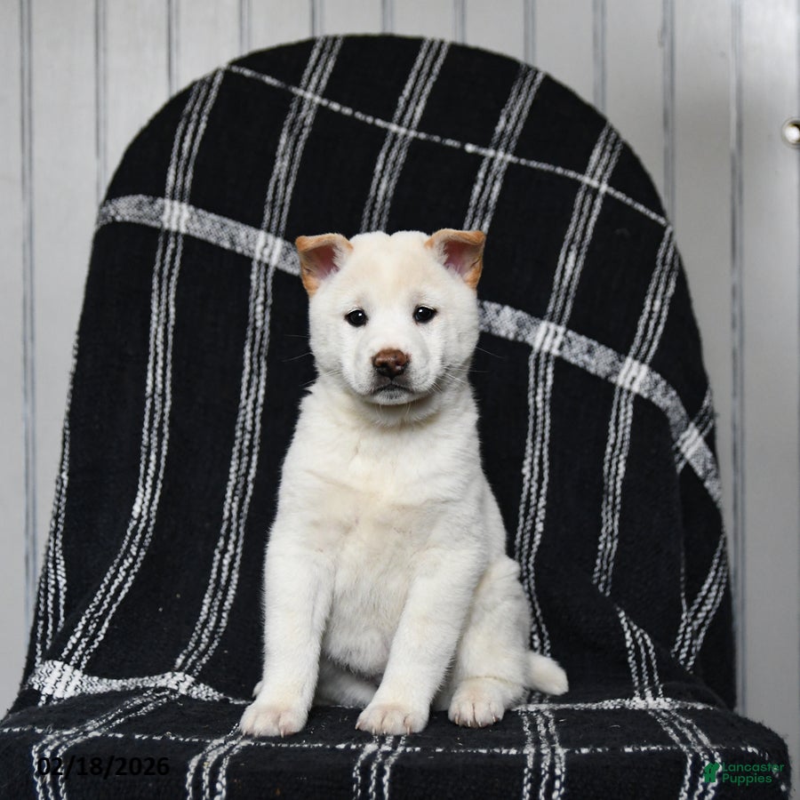 Shiba Inu dogs Spirit - Ad 2