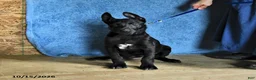 Belgian Malinois dogs for sale: Mooney - Ad 9