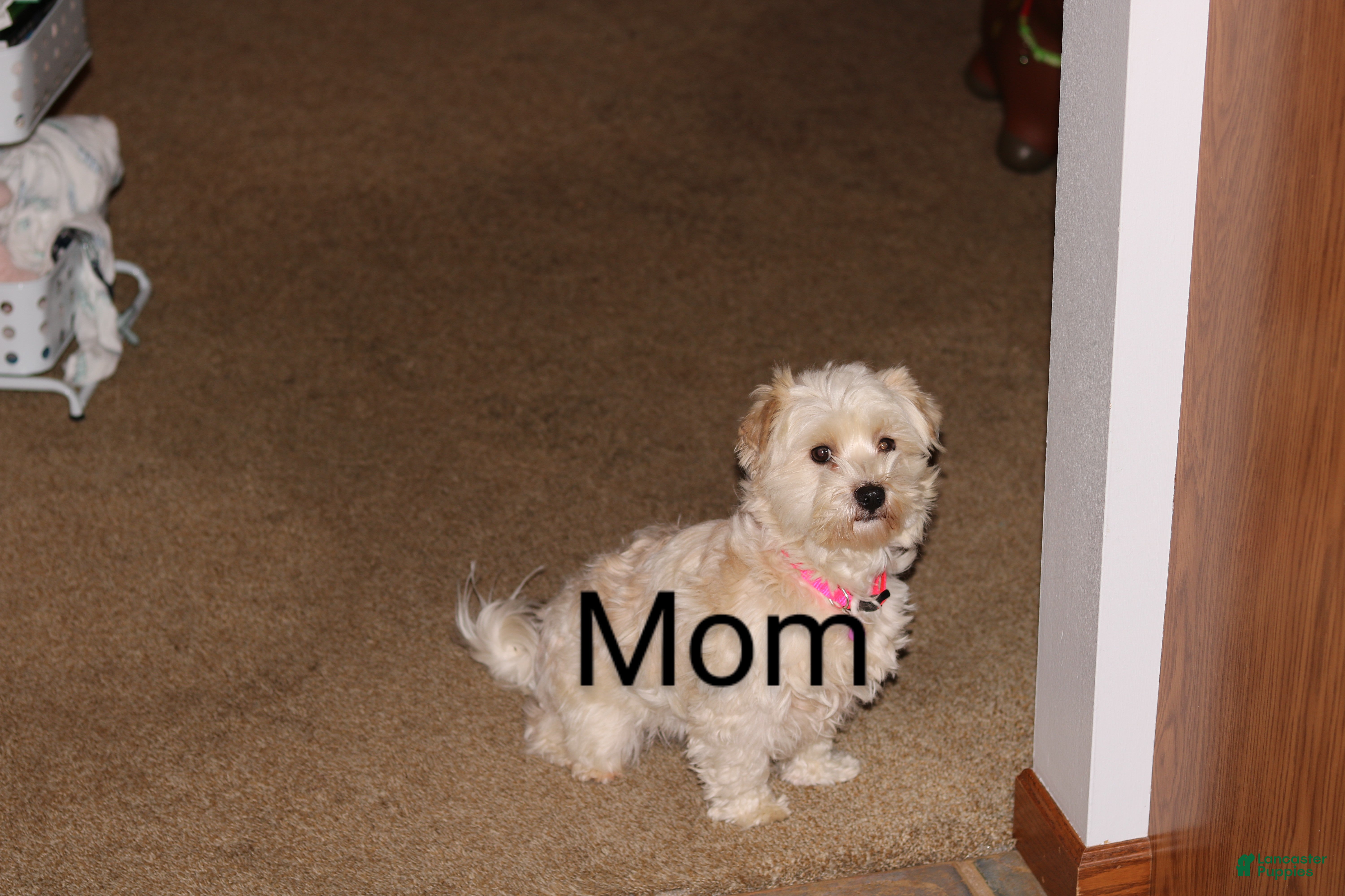 Havapoo dogs Family Companion 👨‍👨‍👧‍👦💞🐕B - Ad 2