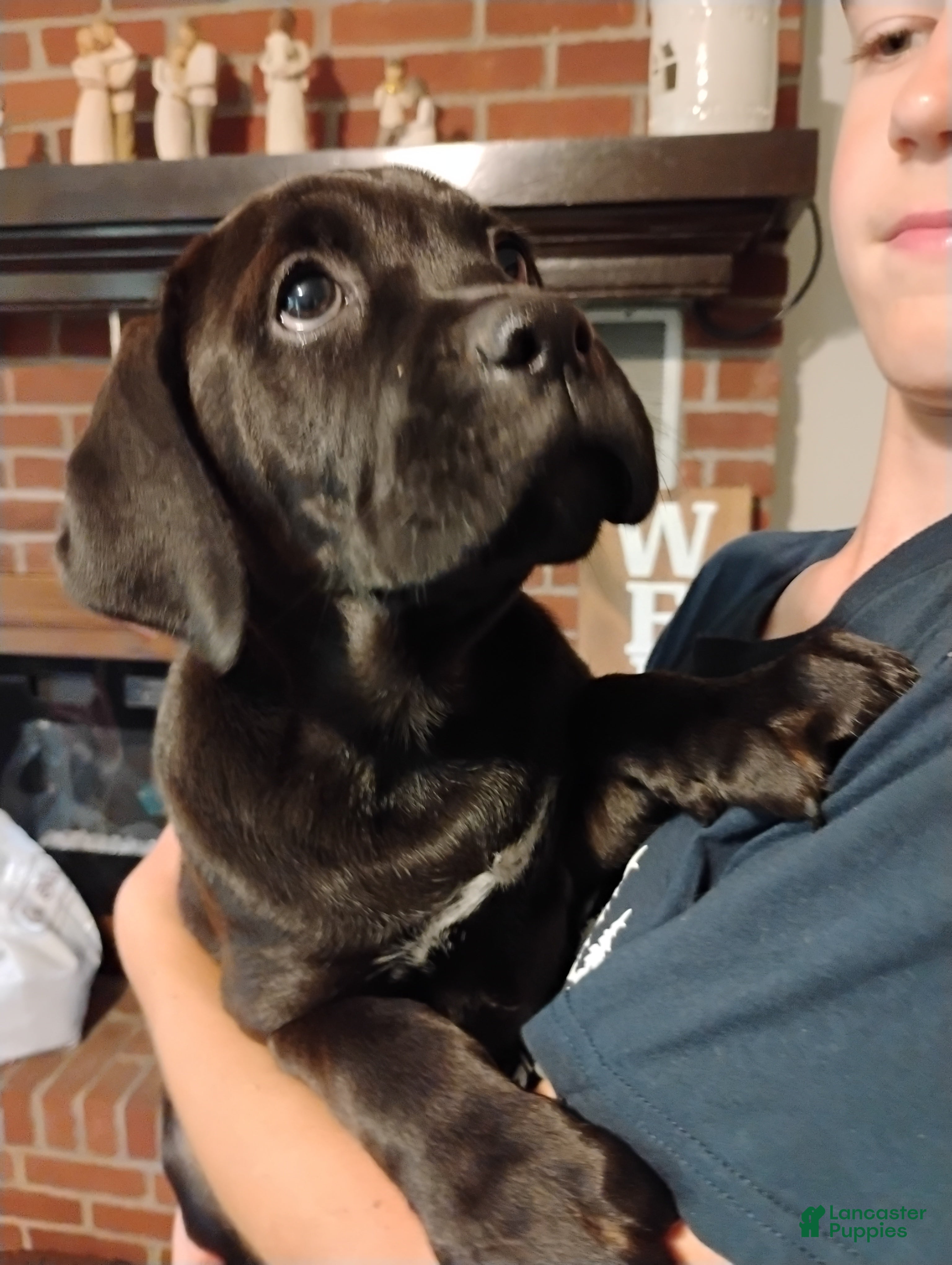Boxador dogs Anne - Ad 2