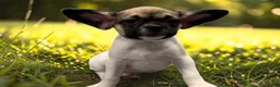 Frug dogs for sale: Olive - Ad 5