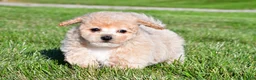 Bichpoo dogs for sale: clint - Ad 6