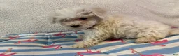 Bichon Frise dogs for sale: Bichon Frise blue - Ad 9