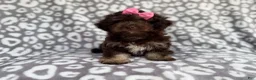 Cockapoo dogs for sale: Sloan - Ad 1