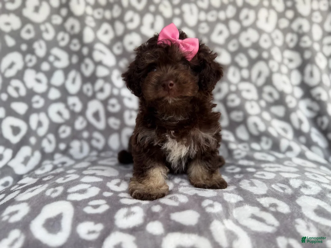 Cockapoo dogs for sale: Sloan - Ad 1