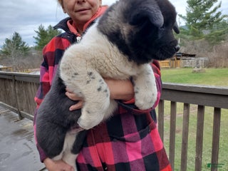 Akita dogs Thor - Ad 25