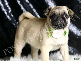 Pug dogs Muffin - Ad 36