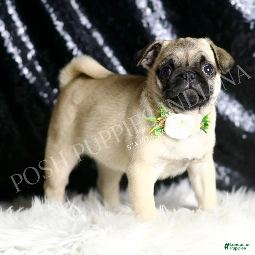 Pug dogs for sale: Muffin - Ad 1