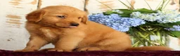 Golden Retriever dogs for sale: Sandy - Ad 5