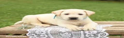 Labrador Retriever dogs for sale: Miles - Ad 4
