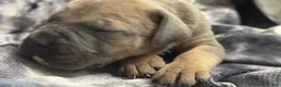 Cane Corso dogs for sale: Cane Corso 1 - Max, female formentino  - Ad 4