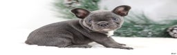 French Bulldog dogs for sale: Harper - Ad 3