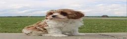 Cavapoo dogs for sale: Bella - Ad 3