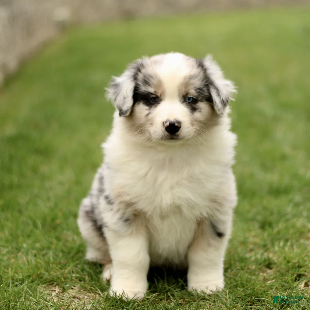 Australian Shepherd dogs for sale: Sabre  - Ad 1