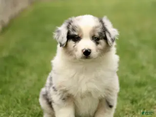 Australian Shepherd dogs for sale: Sabre - Ad 2